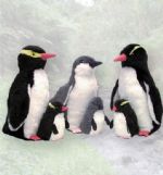 Penguins