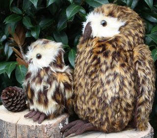 Morepork