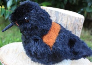 Saddleback - Tieke