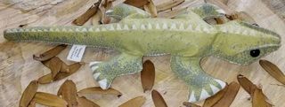 Tuatara